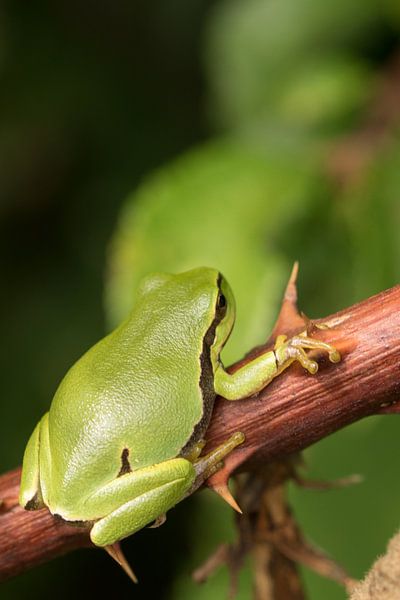 Schauen Sie nach oben! von Be-eR fotografeert