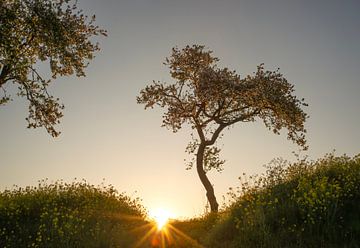 Here comes the sun (zonsopkomst door de bloesem en het raapzaad in natuurgebied Werk aan de Groeneweg) van Birgitte Bergman
