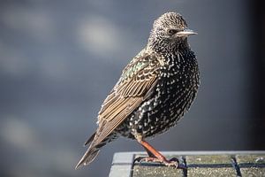 Starling