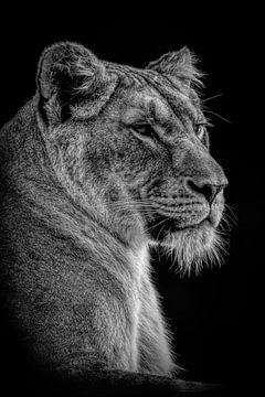 Leeuwen: Portret mooie leeuwin in zwart-wit van Marjolein van Middelkoop