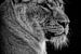 Löwen: Porträt einer schönen Löwin in Schwarz und Weiß von Marjolein van Middelkoop