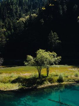 Turquoise meer in Jiuzhaigou in China van Photolovers reisfotografie