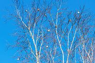 A tree full of Goldfinches, or goldfinches they are also called, the Carduelis carduelis. by Rob Smit thumbnail