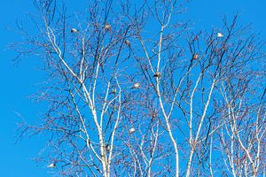 Ein Baum voller Stieglitze, oder Stieglitze werden sie auch genannt, die Carduelis carduelis.