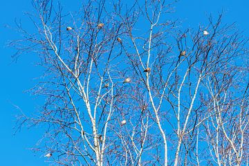 Un arbre plein de Chardonnerets, ou chardonnerets qu'on appelle aussi, le Carduelis carduelis.
