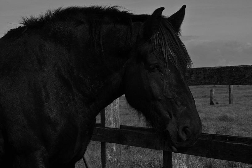 paardenkop von Jean Jacobs