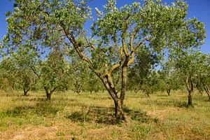 Olivenbäume in einem Obstgarten in der Provence.