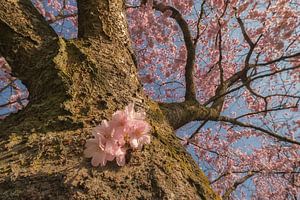 Lentebloesem van Prunus van Moetwil en van Dijk - Fotografie