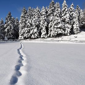 Footprints in the snow by Claude Laprise