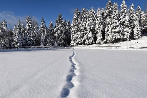 Voetafdrukken in de sneeuw