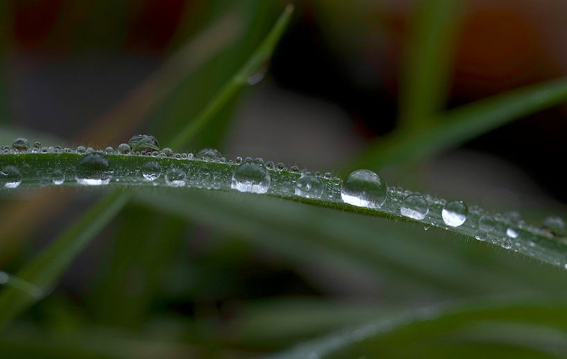 Wassertröpfchen von Ronald Kromkamp