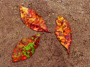Johannisbeerbaum 1 (Herbstblätter des Johannisbeerbaums)