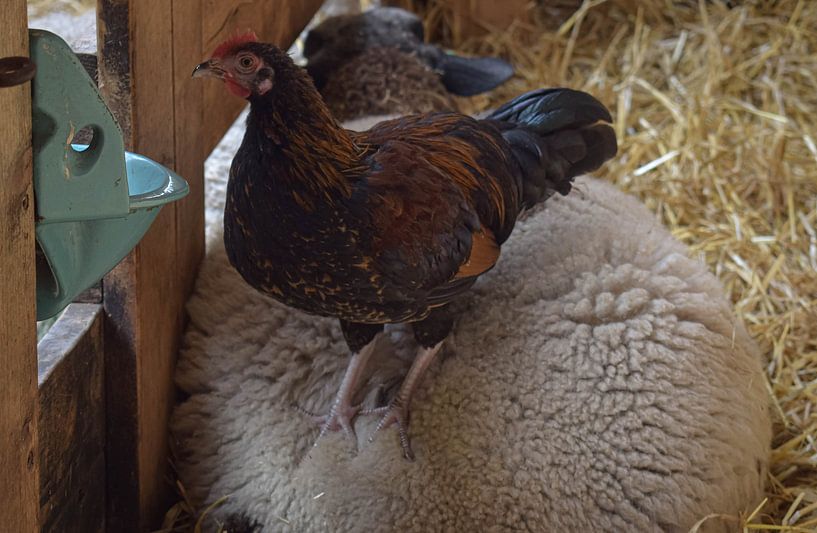 Texelschaf-Farm von Bert Verweij