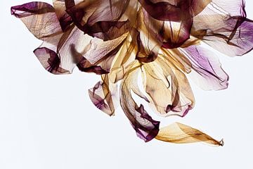 Bouquet - The fingerprint of leaves van Christine de Vogel