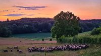 Sheep in the Limburg Field