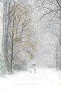 Winter im Wald von Ingrid Van Damme fotografie Miniaturansicht