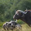 Afrikanischer Büffel von Tom Zwerver
