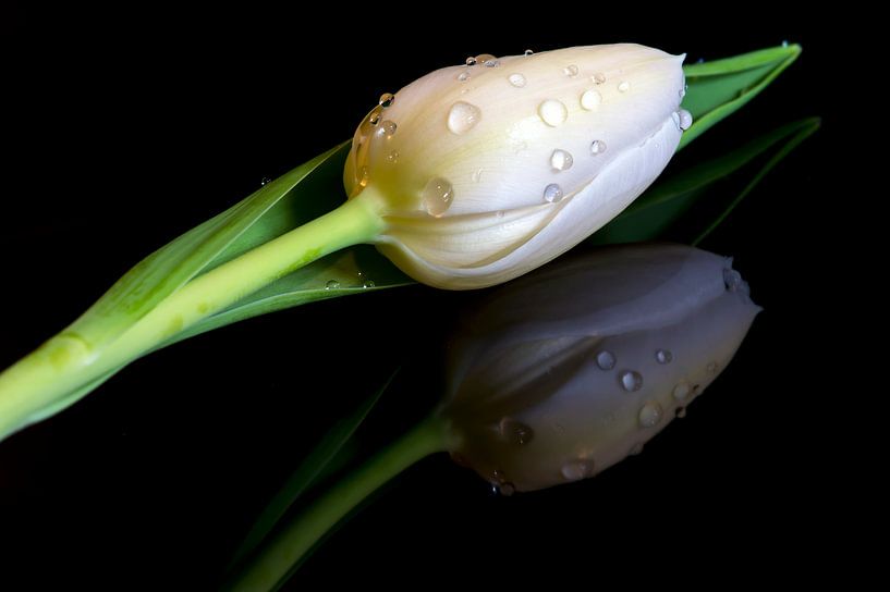 White Tulip van Jan Koppelaar