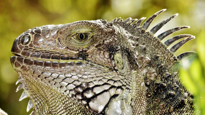 un grand iguane tigré par Werner Lehmann
