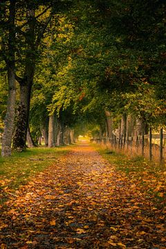 Autumn Alley Road van Nicklas Gustafsson