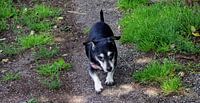 Jack Russel