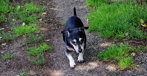Jack Russel