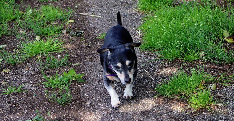 Jack Russel par Arie van Vugt