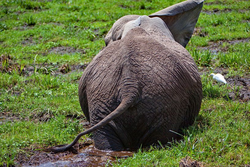 Elephants backside by Peter Michel