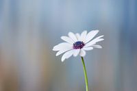 Spaanse margriet