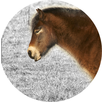 Pony van Erik Reijnders