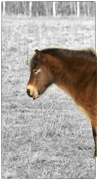 Pony van Erik Reijnders