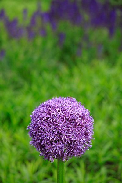 Alium van Thomas Jäger