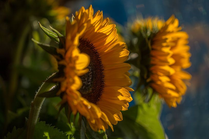 Zonnebloemen 3 by Joke Beers-Blom