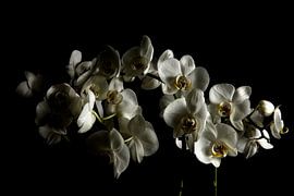 Witte orchideeën von Yannick Roodheuvel
