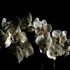 Witte orchideeën von Yannick Roodheuvel