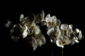 Witte orchideeën by Yannick Roodheuvel