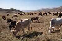 Grazende kudde in Armenië