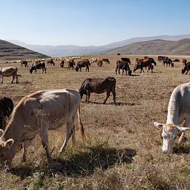 Herd in Armenia von Anne Hana