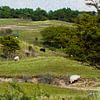 Moutons au pâturage dans un paysage de dunes sur Qeimoy
