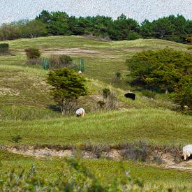Moutons au pâturage dans un paysage de dunes sur Qeimoy