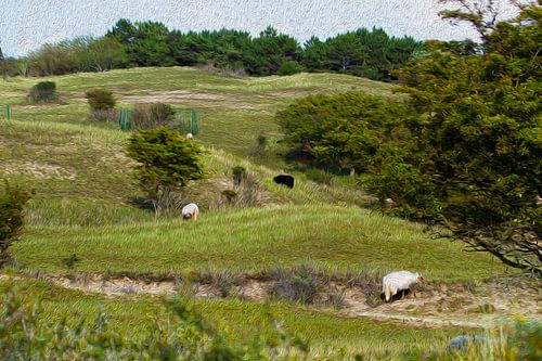 Grazing sheep in dune landscape