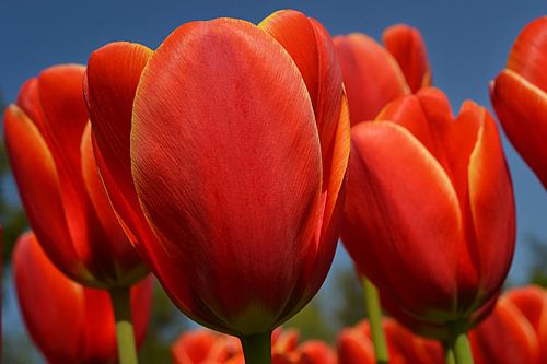 Tulpen in de Bollenstreek