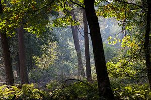 Lichtspel in het bos