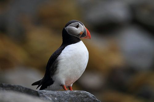 Atlantische papegaaiduiker of gewone papegaaiduiker, Fratercula arctica, Noorwegen