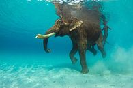 Zwemmende olifant van Karin Brussaard thumbnail
