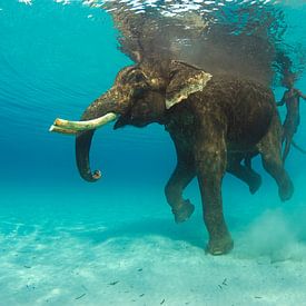 Schwimmender Elefant von Karin Brussaard