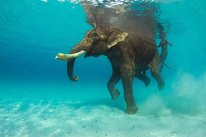 Zwemmende olifant van Karin Brussaard