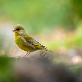 Hendry van Wendel photo de profil