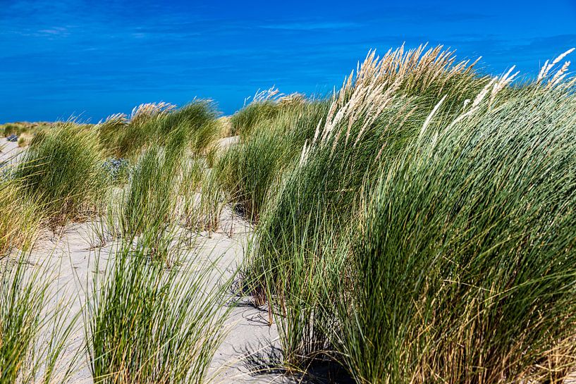 Corner of Holland Dune with marram grass by Carin IJpelaar