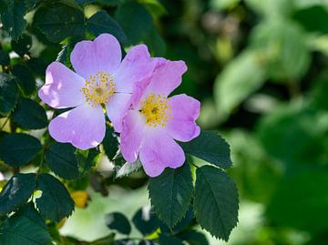 Fleur d'un rosier grimpant sur ManfredFotos